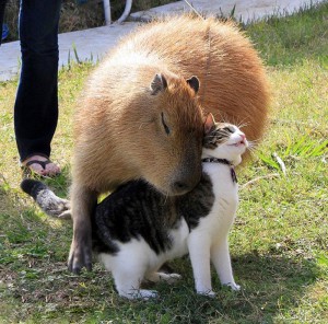 Capybara01